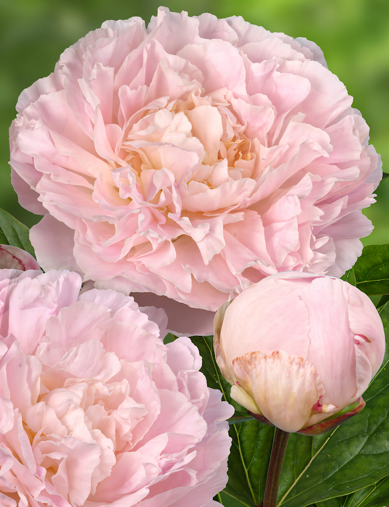 Paeonia Lactiflora Albert Crousse fiore rosa doppio in primo piano nel giardino