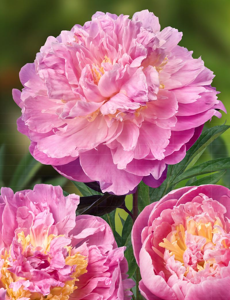 Paeonia lactiflora 'Bella Donna' con grandi fiori rosa in un giardino primaverile