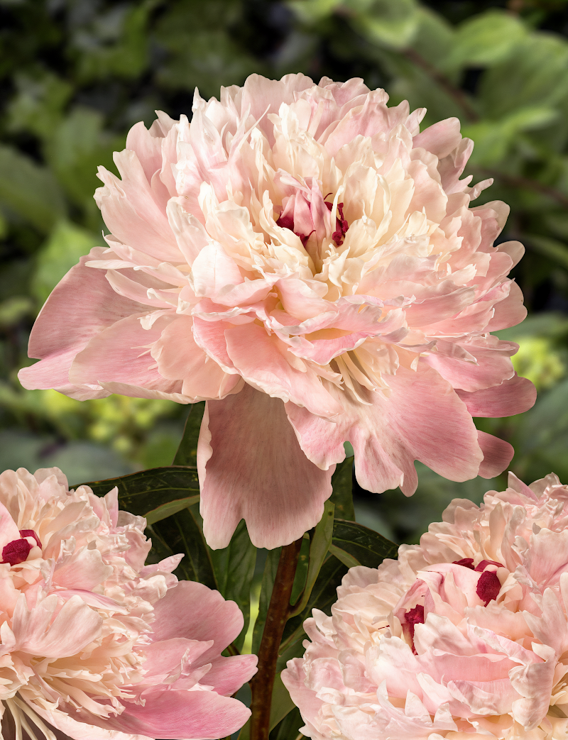 Paeonia lactiflora 'Alertie' in piena fioritura, un tocco di eleganza nel giardino