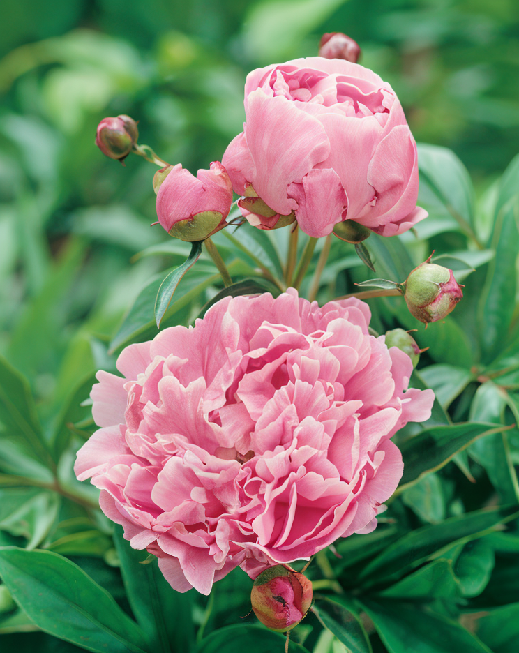 Paeonia Lactiflora 'Dr. Alexander Fleming' fiore rosa doppio in giardino.