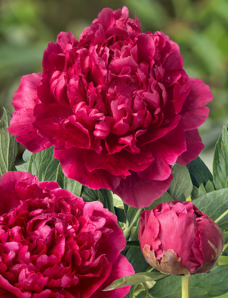 Paeonia lactiflora 'Felix Supreme' in piena fioritura con fiori rossi in un giardino soleggiato.