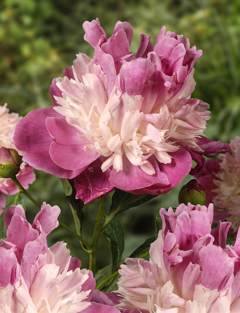 Paeonia lactiflora 'Gay Paree' in piena fioritura con fiori bicolori bianchi e rosa scuro in un giardino