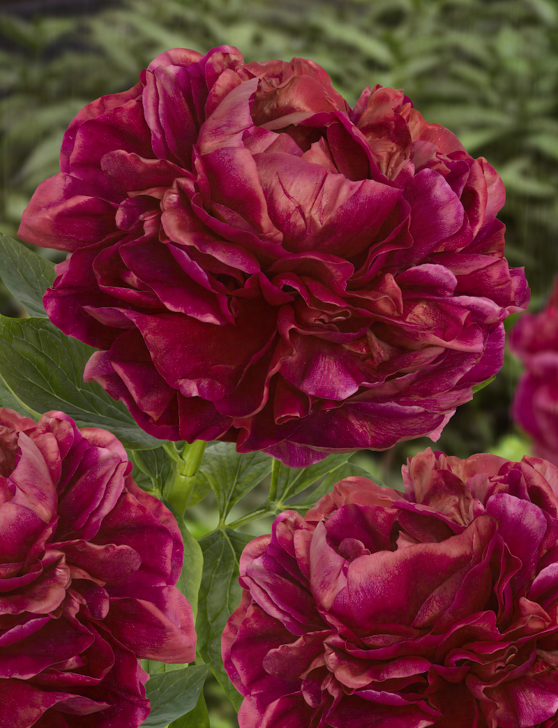 Paeonia lactiflora 'Henry Bockstoce' in piena fioritura, fiori doppi rosso rubino