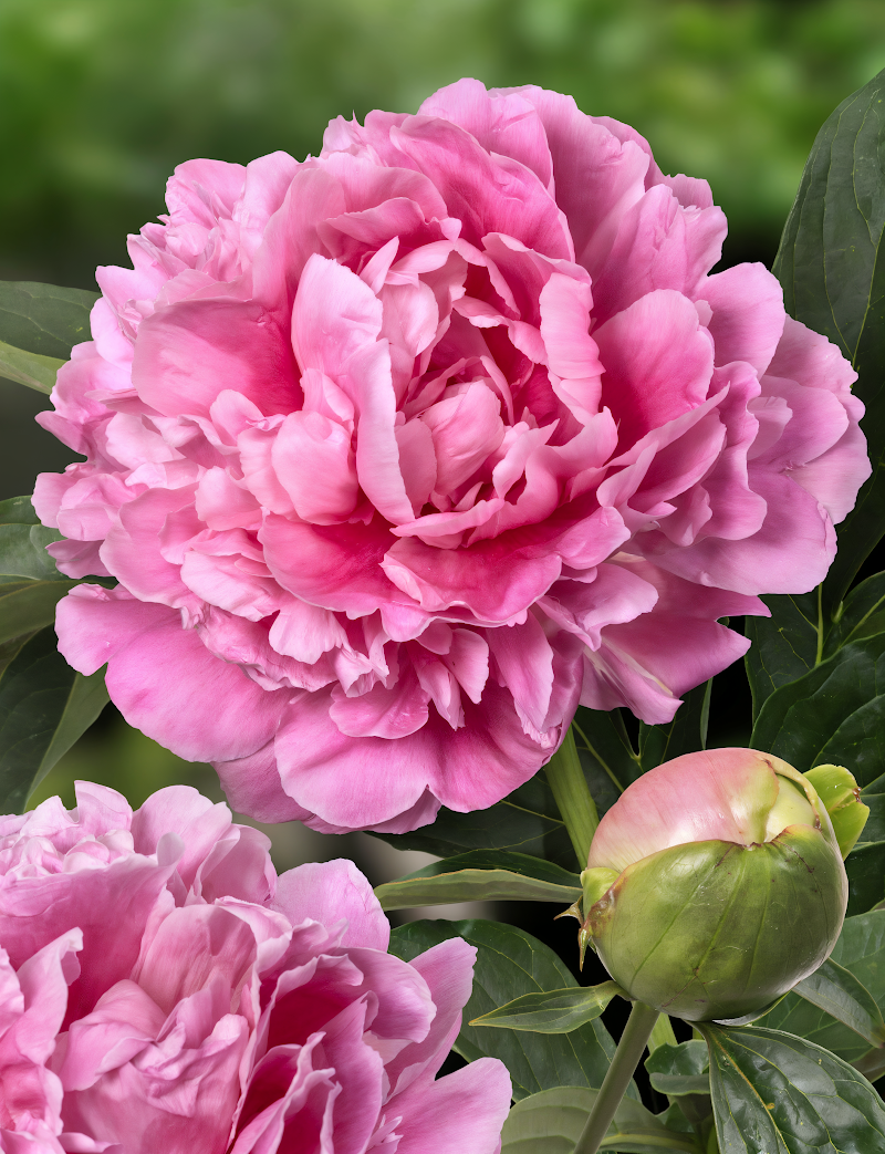 Paeonia lactiflora 'Jacorma' in piena fioritura con fiori rosa doppi in giardino