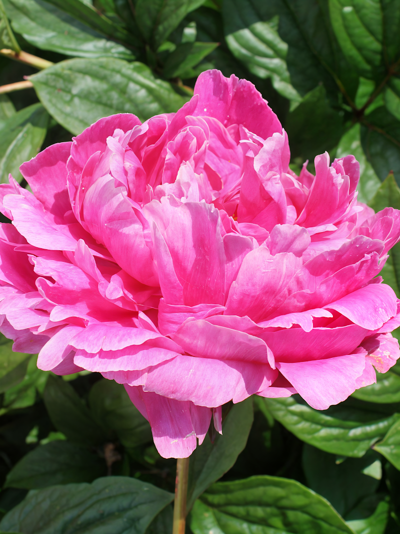 Paeonia lactiflora 'Jadwiga' in piena fioritura, fiori rosa scuro in un giardino primaverile