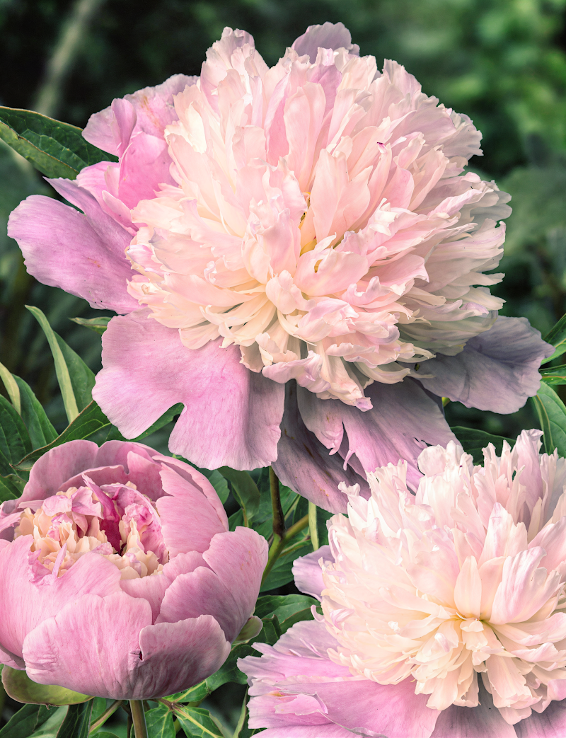 Paeonia lactiflora 'Lactiflora Sorbet' in piena fioritura con fiori rosa e crema