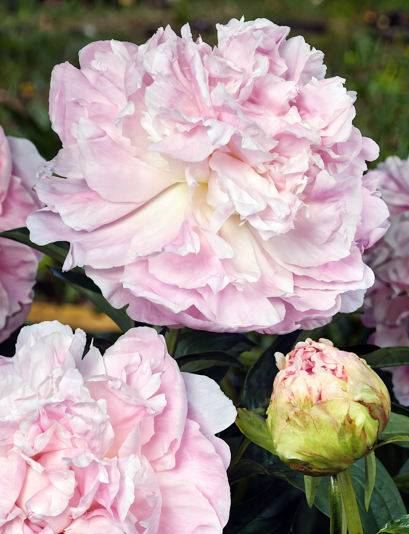 Paeonia lactiflora 'My Love' in piena fioritura, fiori rosa delicati nel giardino