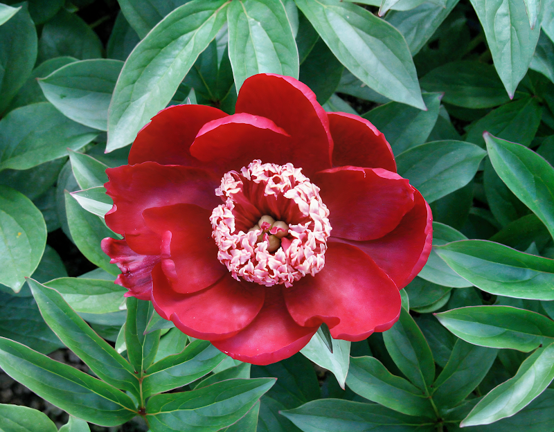 Paeonia lactiflora 'Nippon Beauty' in piena fioritura con fiori rosso porpora e centro crema