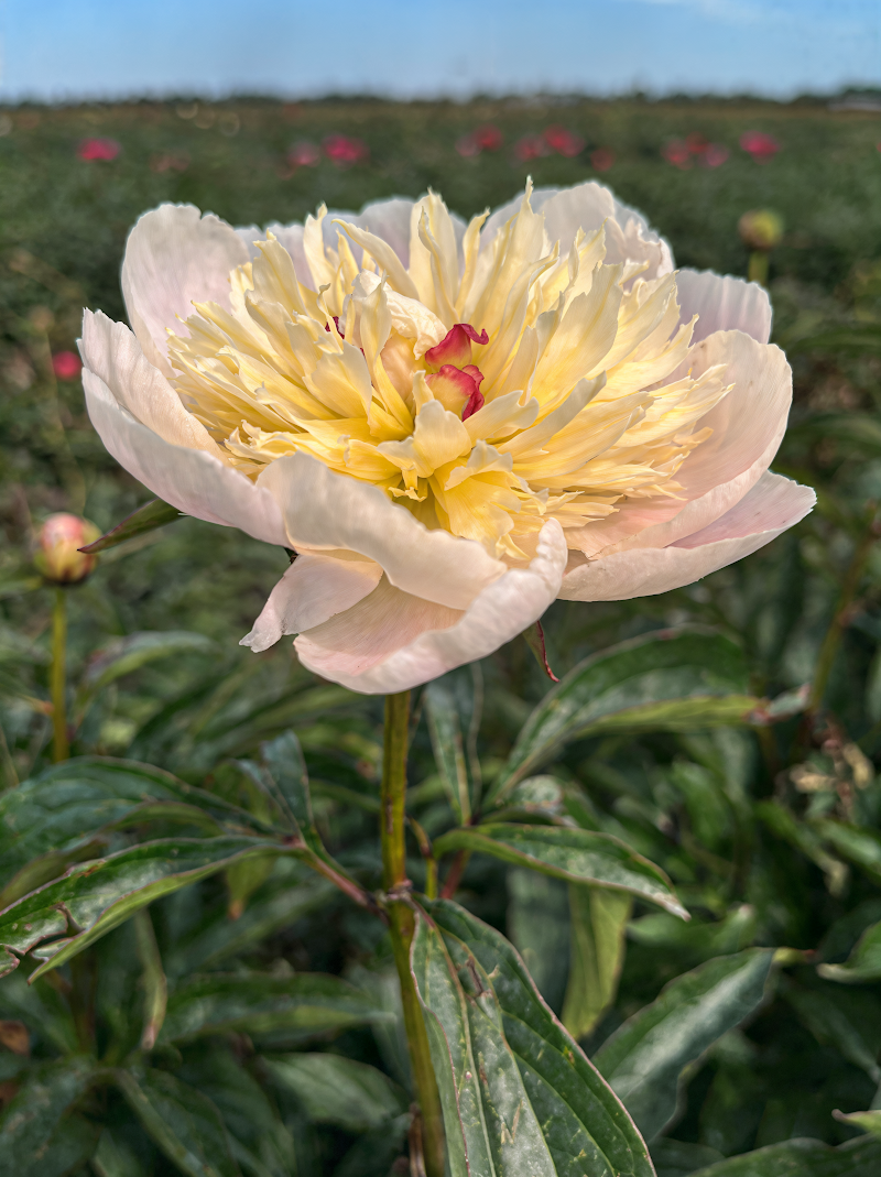 Paeonia lactiflora 'Peaches and Cream' in piena fioritura con petali crema e rosa pesca in un elegante giardino.