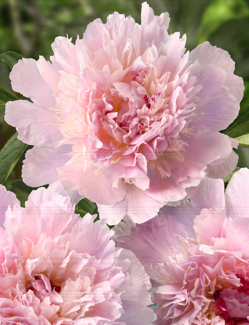 Paeonia lactiflora 'Pecher' fiori rosa pallido in piena fioritura, design giardino romantico