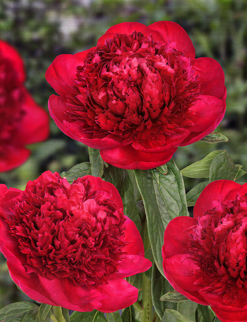 Paeonia lactiflora 'Red Charm' in piena fioritura, un'esplosione di rosso scarlatto nel giardino.