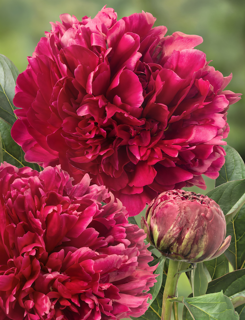 Paeonia lactiflora 'Red Magic' fiore rosso rubino in piena fioritura