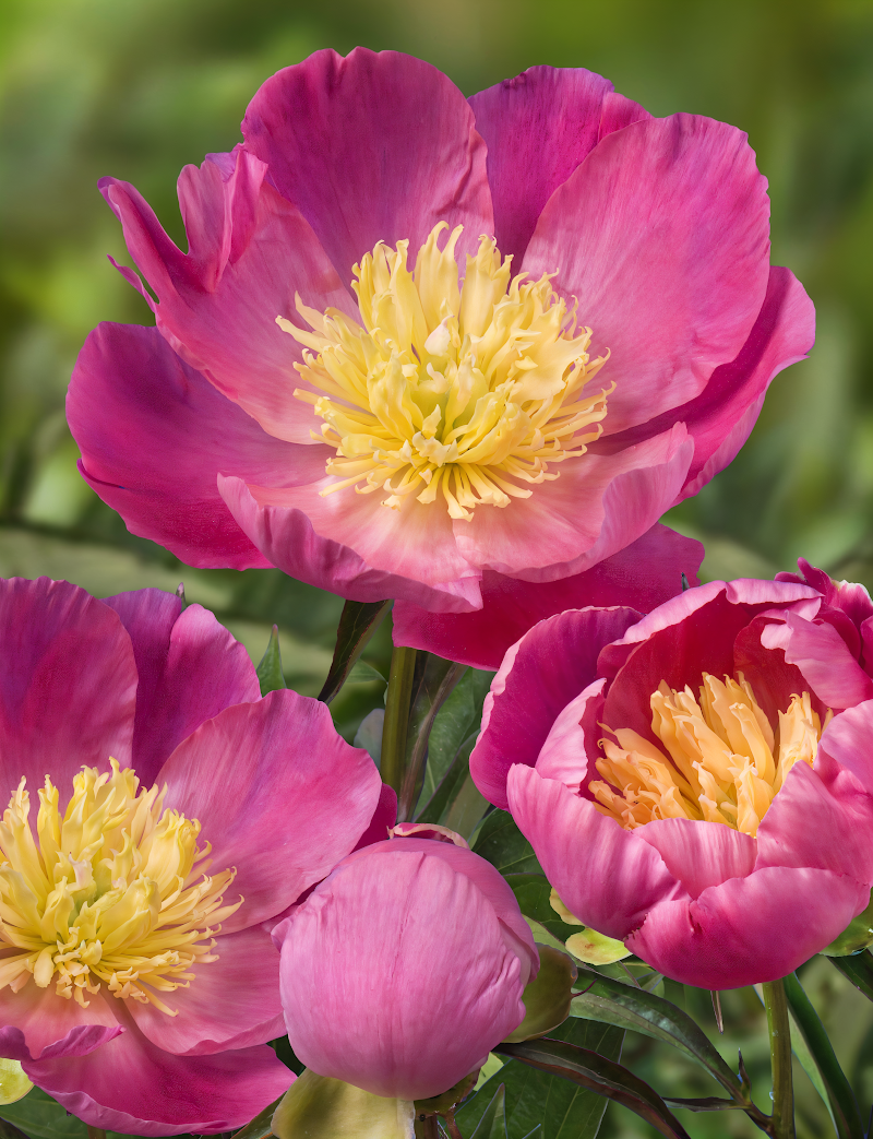 Paeonia Lactiflora 'Wladyslava' in piena fioritura, un'esplosione di petali bianchi e sfumature crema.