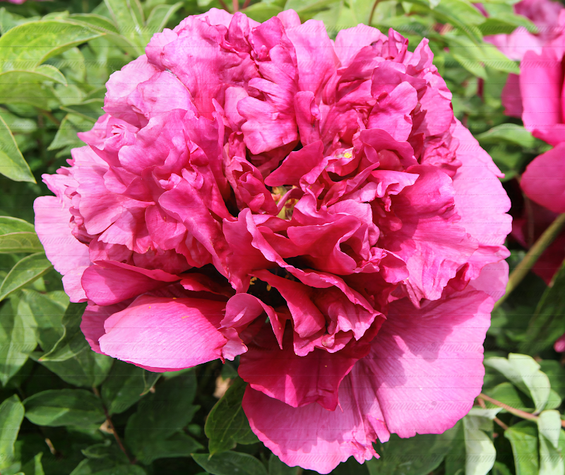 Paeonia suffruticosa Rosa Scuro in piena fioritura, un'esplosione di colore nel giardino.