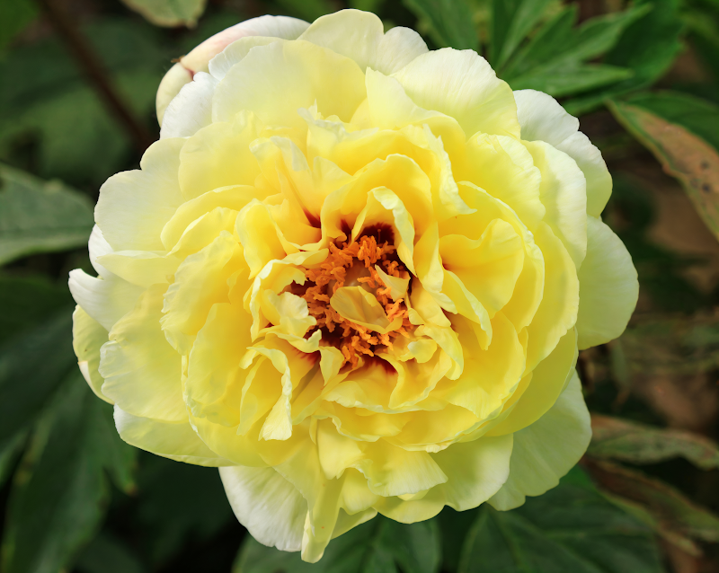 Paeonia suffruticosa 'Yellow' in piena fioritura, un arbusto ornamentale con grandi fiori gialli