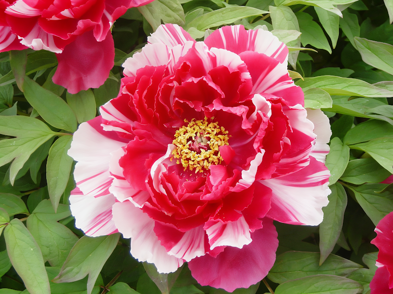Paeonia suffruticosa Bicolore in piena fioritura, un arbusto elegante in un giardino di design