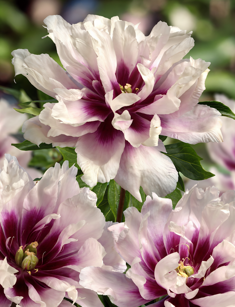 Paeonia x Itoh 'Cora Louise' con grandi fiori rosa e bianco nel giardino