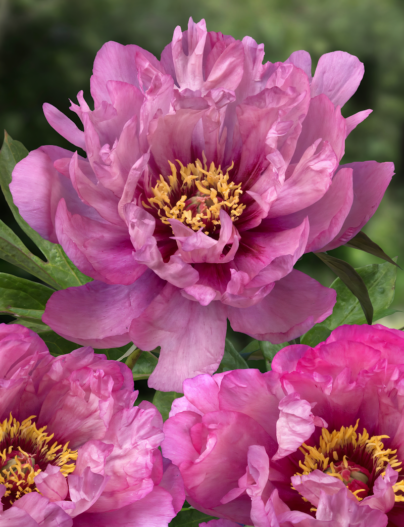 Paeonia Itoh First Arrival in piena fioritura con petali rosa-albicocca e centro giallo