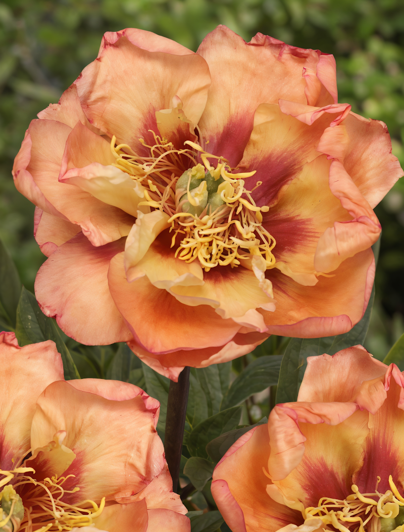 Paeonia Itoh Orange Victory in piena fioritura, design giardino
