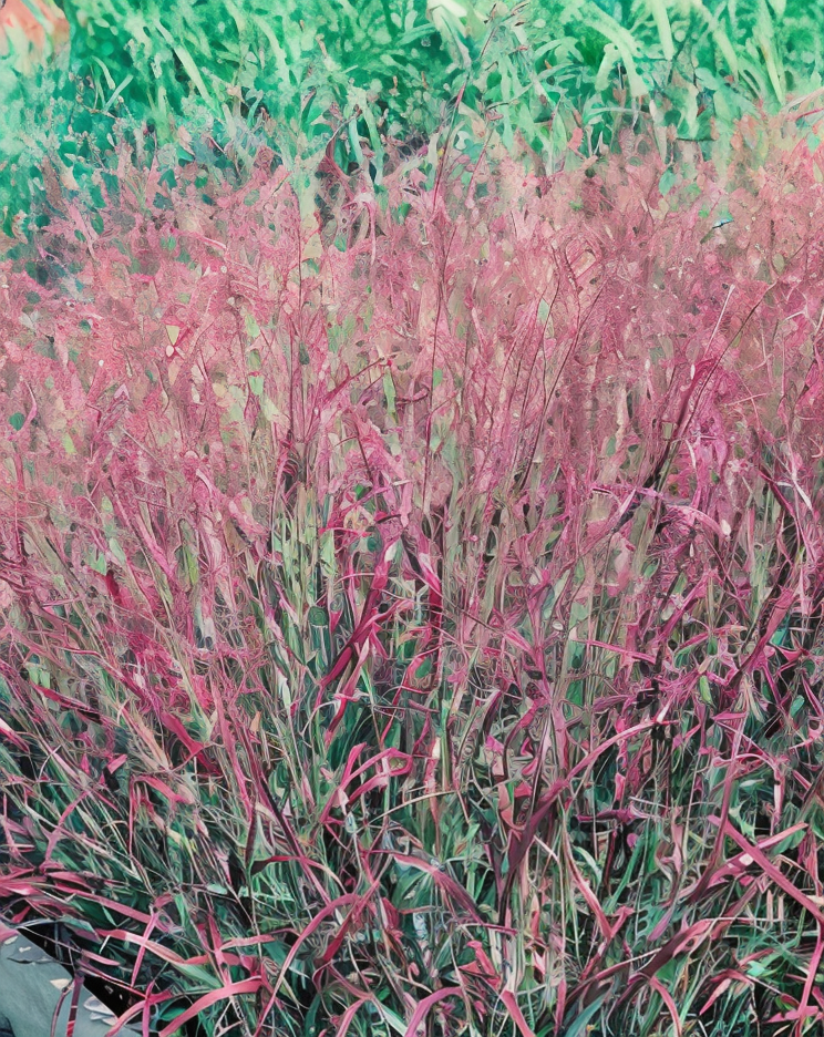 Panicum virgatum 'Shenandoah' in pieno sole, con fogliame rosso autunnale e spighe leggere nel giardino