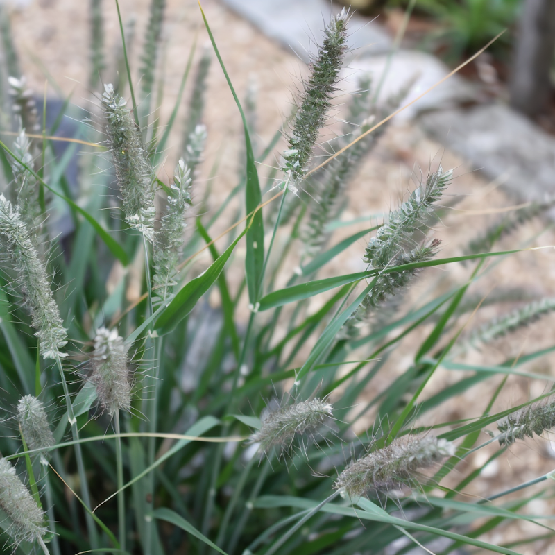 Pennisetum macrourum in fiore in un giardino naturalistico, spighe piumose al tramonto
