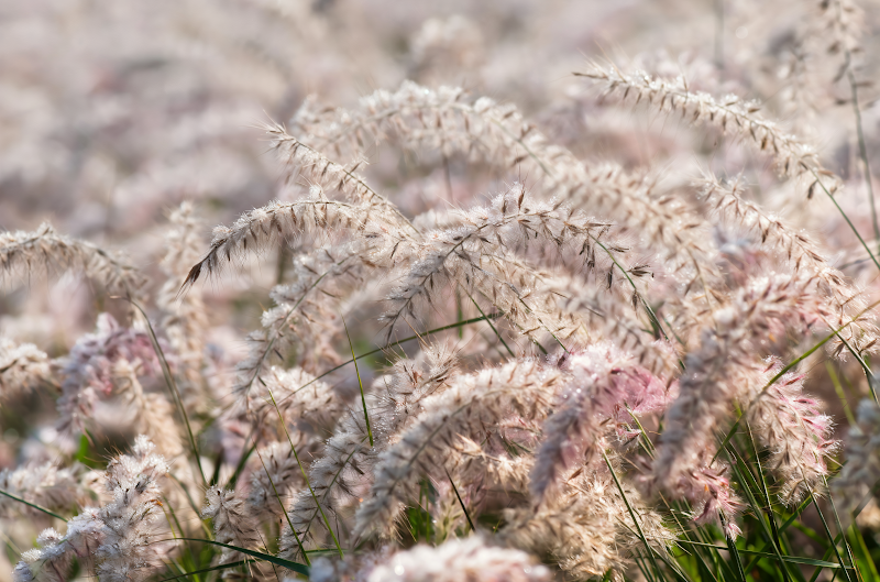 Pennisetum orientale 'JS Dance With Me', erba ornamentale nel giardino con luce del sole