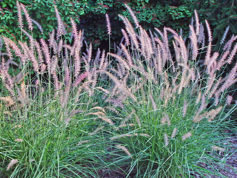 Pennisetum orientale Karley Rose in fiore, dettaglio spighe rosa violacee in giardino.