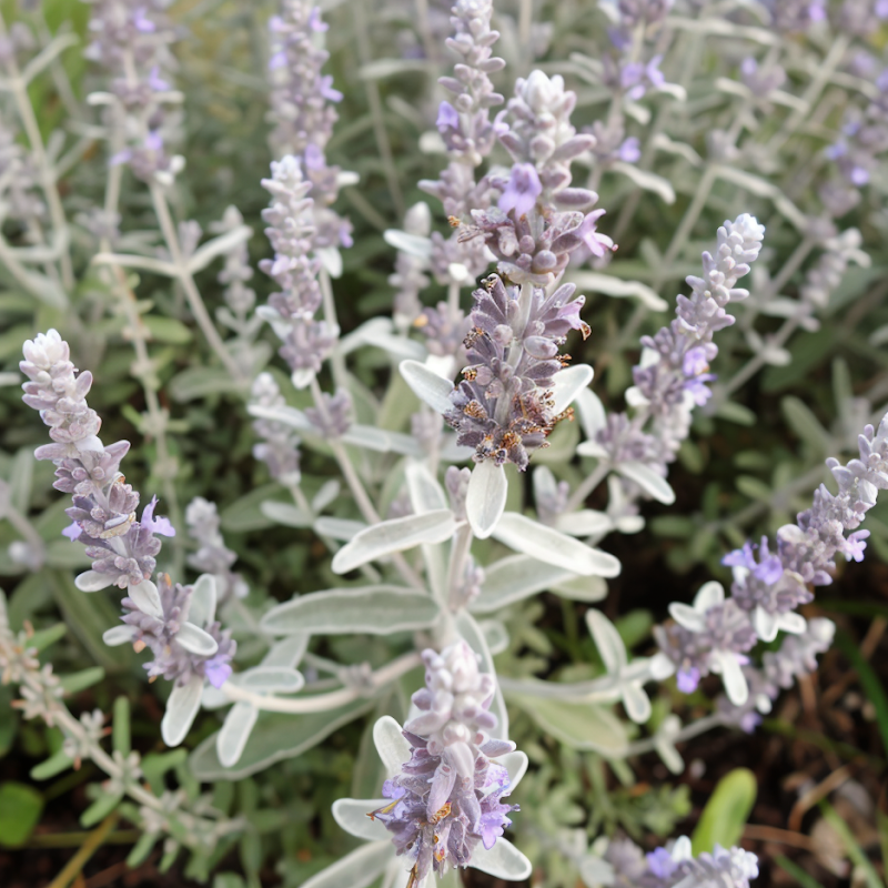 Perovskia atriplicifolia Russian Sage in pieno sole, fiori viola-blu