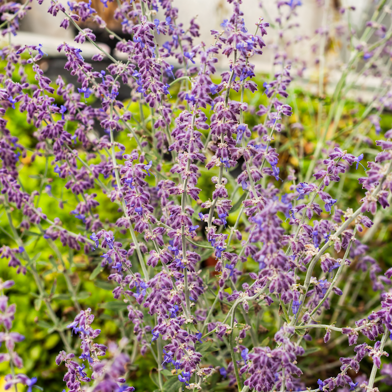 Perovskia atriplicifolia 'Little Spire', cespuglio fiorito lilla in pieno sole