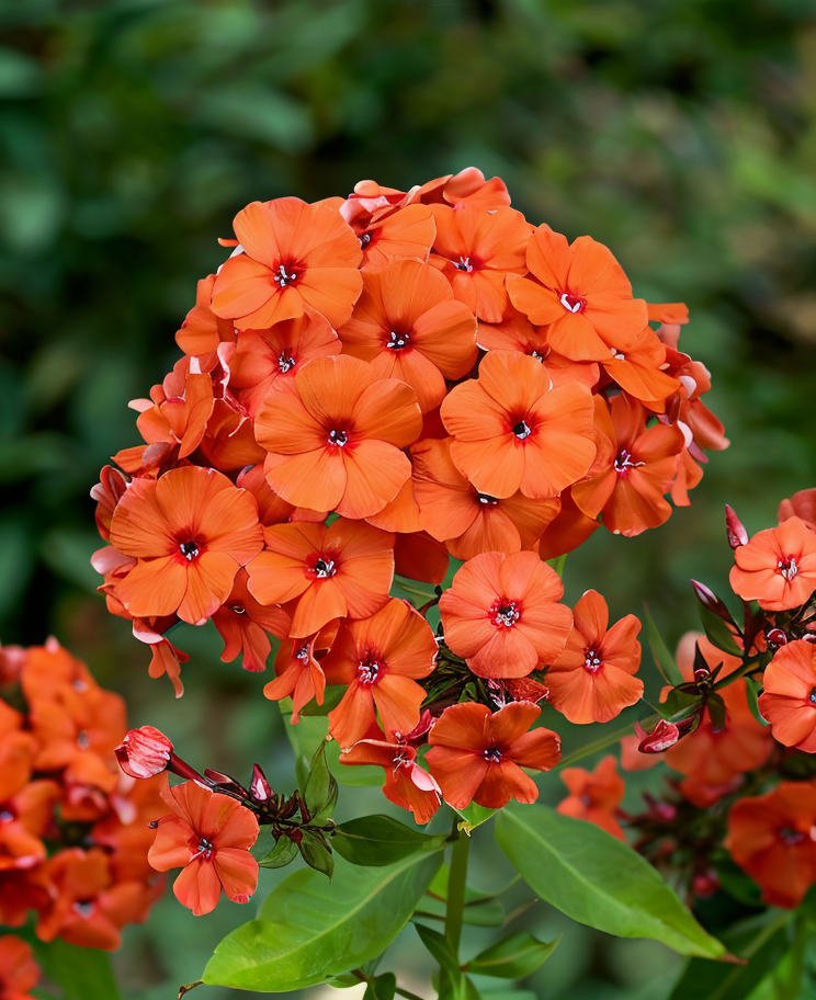 Phlox paniculata Orange Perfection in piena fioritura, un'esplosione di colore nel giardino estivo.