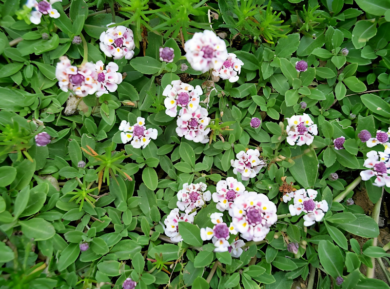 Phyla nodiflora tappezzante con fiori bianchi nel giardino