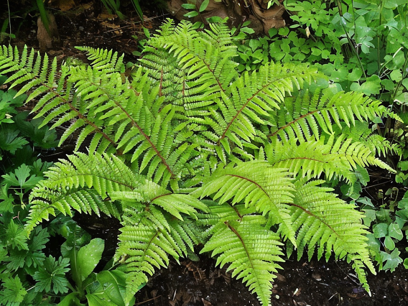 Felce Polystichum polyblepharum in giardino ombreggiato