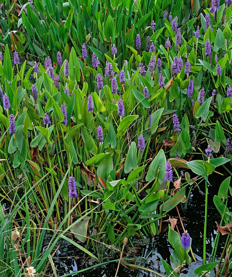 Pontederia cordata in piena fioritura blu-violetta in laghetto naturale