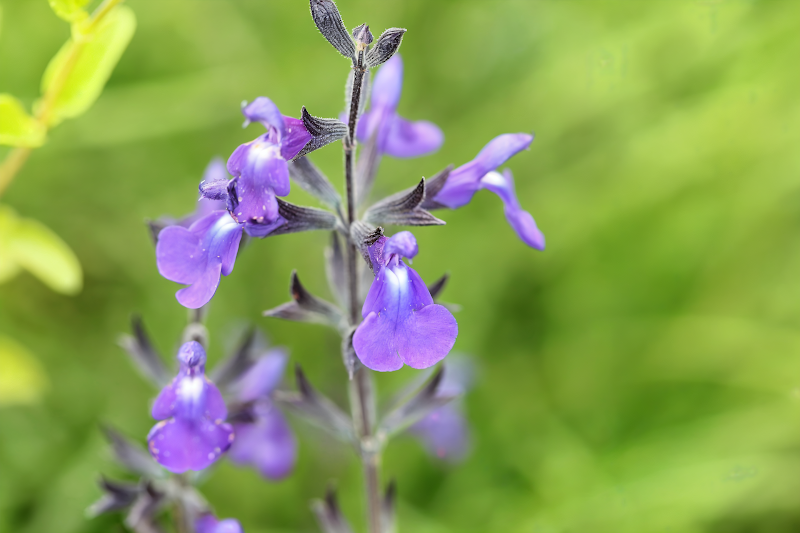 Salvia microphylla 'Delice Feline' in piena fioritura, un'esplosione di colore in giardino