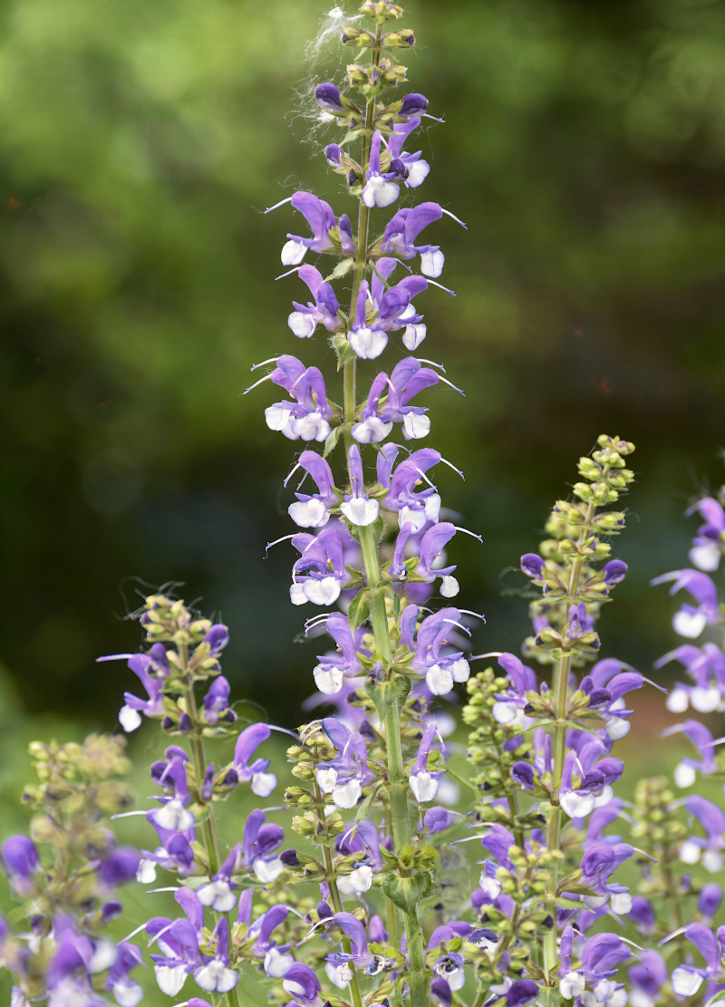 Salvia nemorosa 'Color Spires Azure Snow' in piena fioritura, aiuola giardino soleggiato
