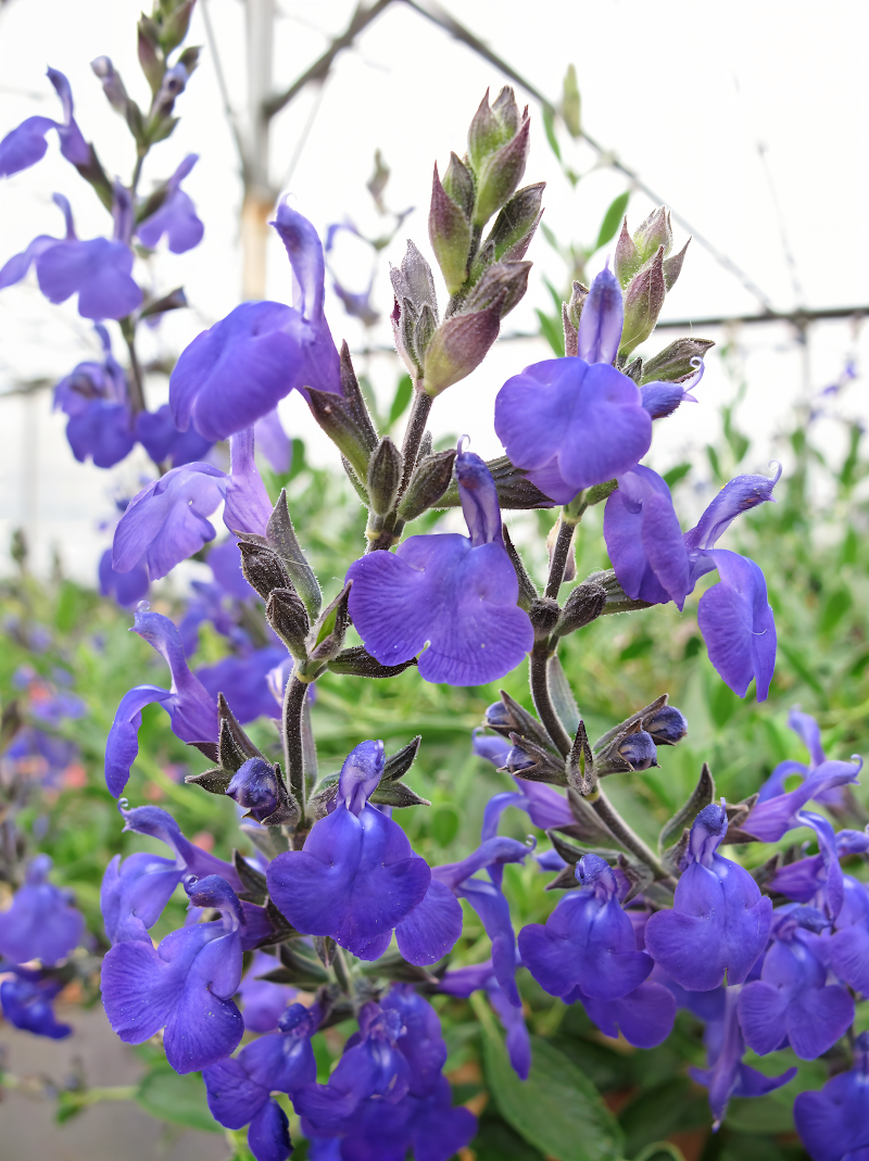 Salvia nemorosa 'Blue Note' in piena fioritura, un'esplosione di blu intenso per il tuo giardino.