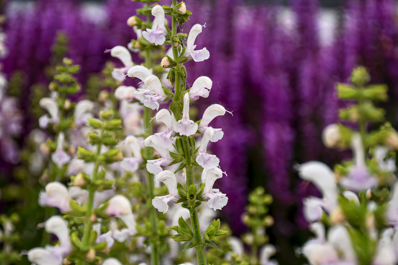 Salvia nemorosa 'Color Spires Snow Kiss' in piena fioritura nel giardino