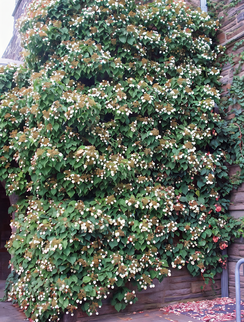 Schizophragma hydrangeoides con fiori bianchi su muro antico