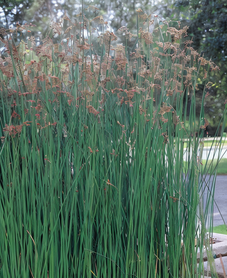 Schoenoplectus lacustris, giunco di lago in giardino acquatico naturale