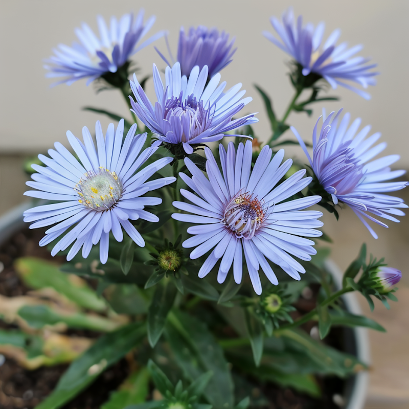Aster - Novi-belgi Blue Lagoon fiorito con fiori blu-violetti in primo piano