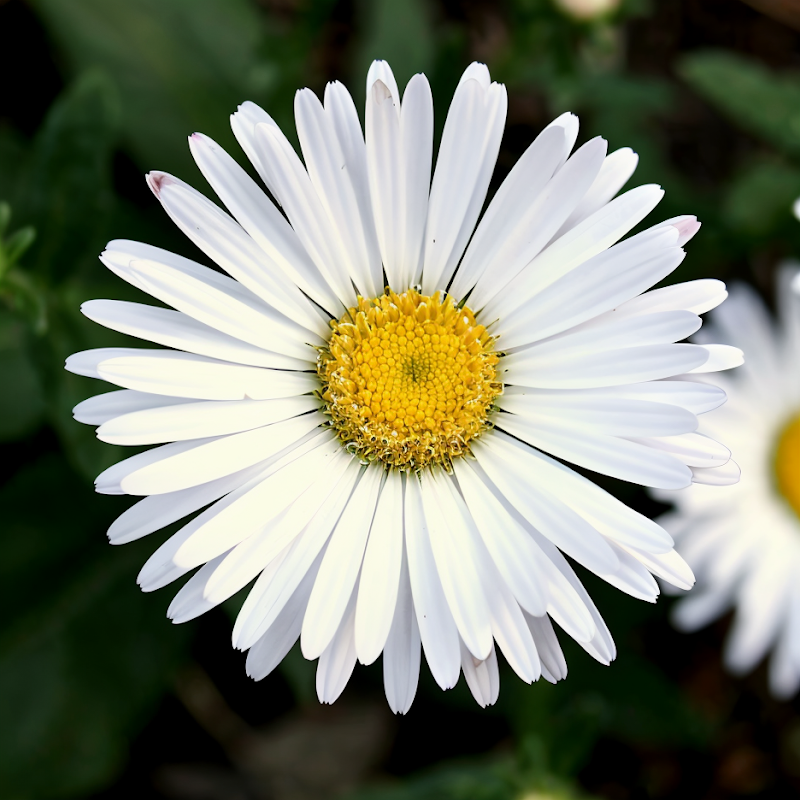 Symphyotrichum novi-belgii White Lady in piena fioritura, fiori bianchi a margherita