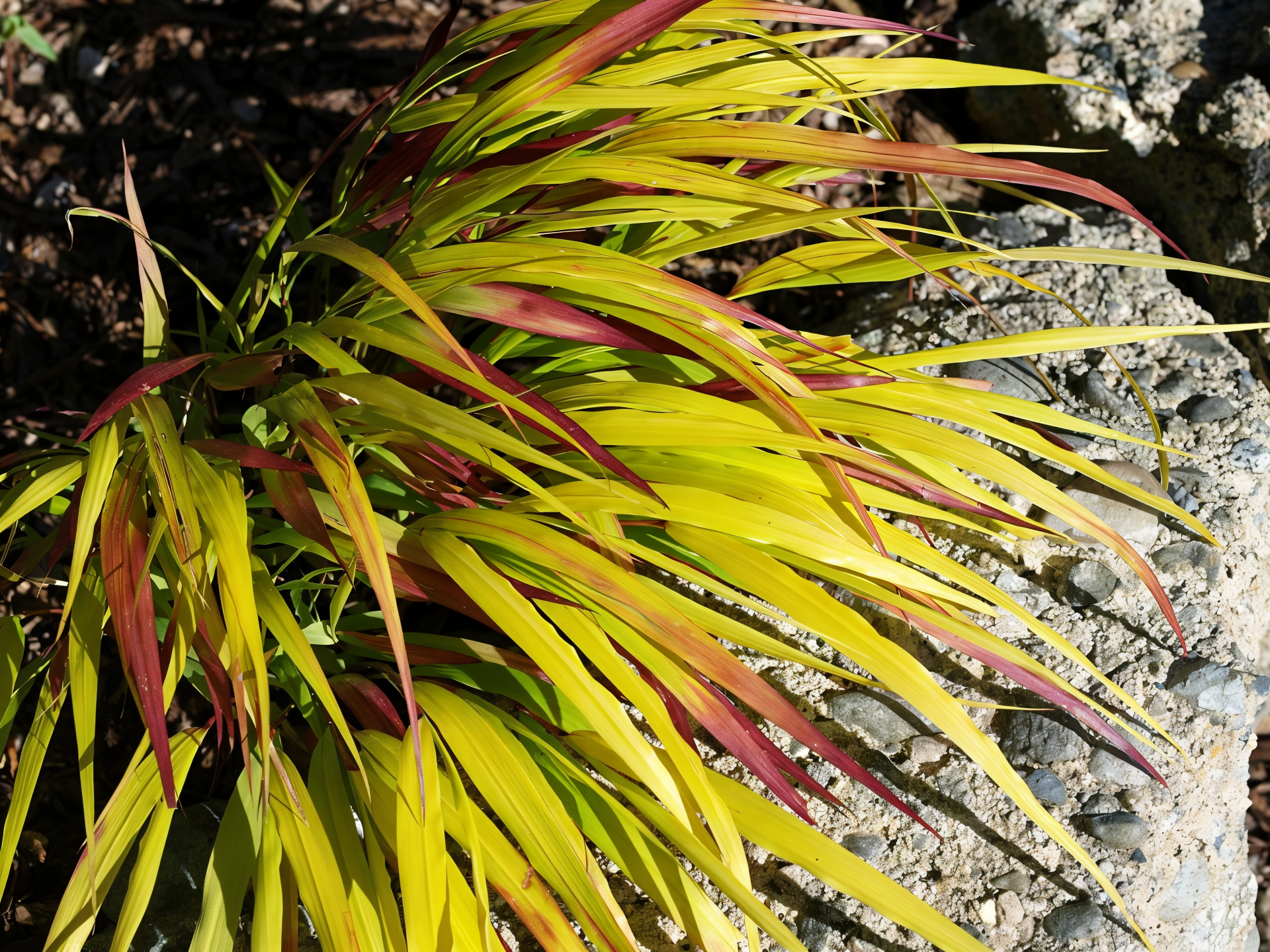 Hakonechloa macra Sunflare in primo piano con foglie dorate e verdi, movimento fluido nel giardino
