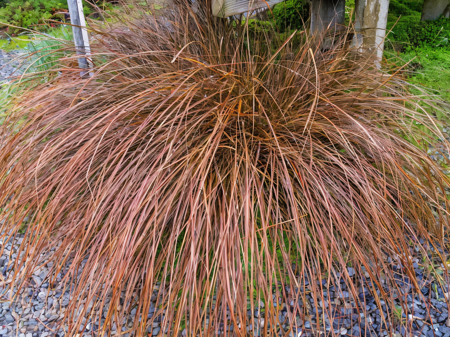 Carex tenuiculmis in un giardino roccioso, esemplare elegante