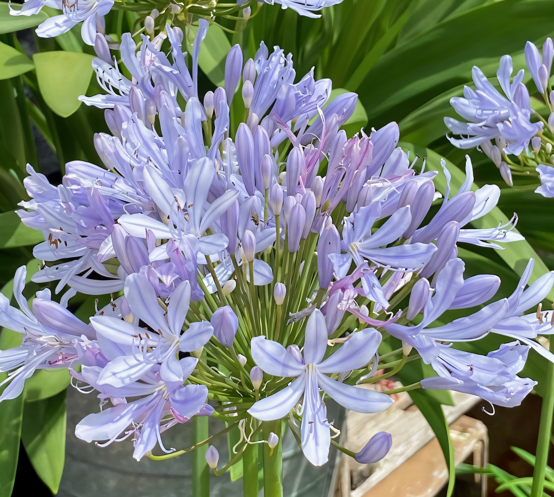 Agapanthus 'Crystal Blue' in piena fioritura con fiori blu intenso