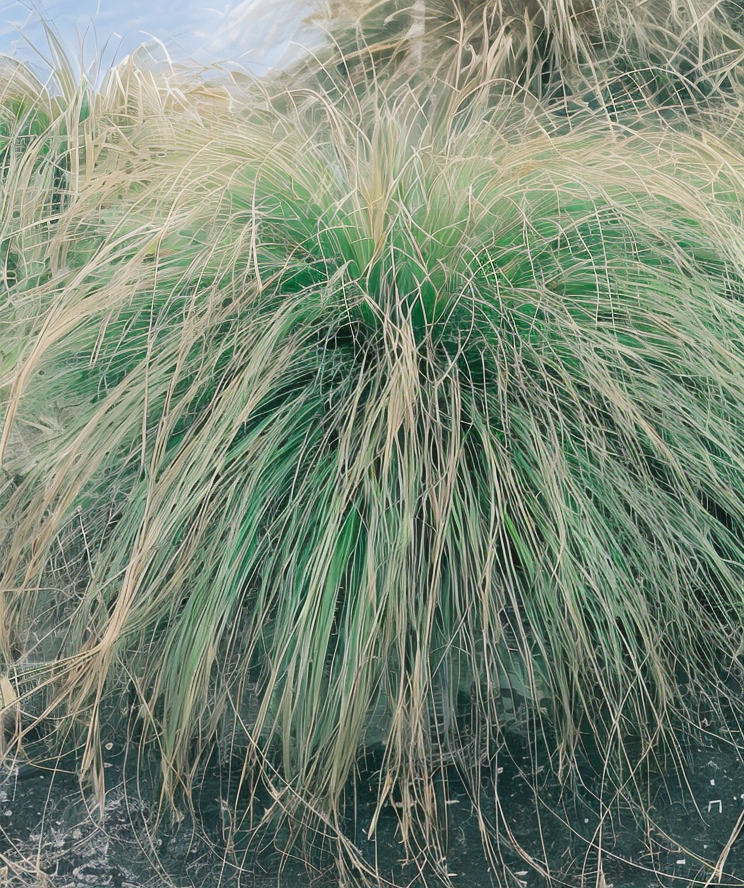 Carex paniculata in un laghetto naturale, design acquatico Gardenaria