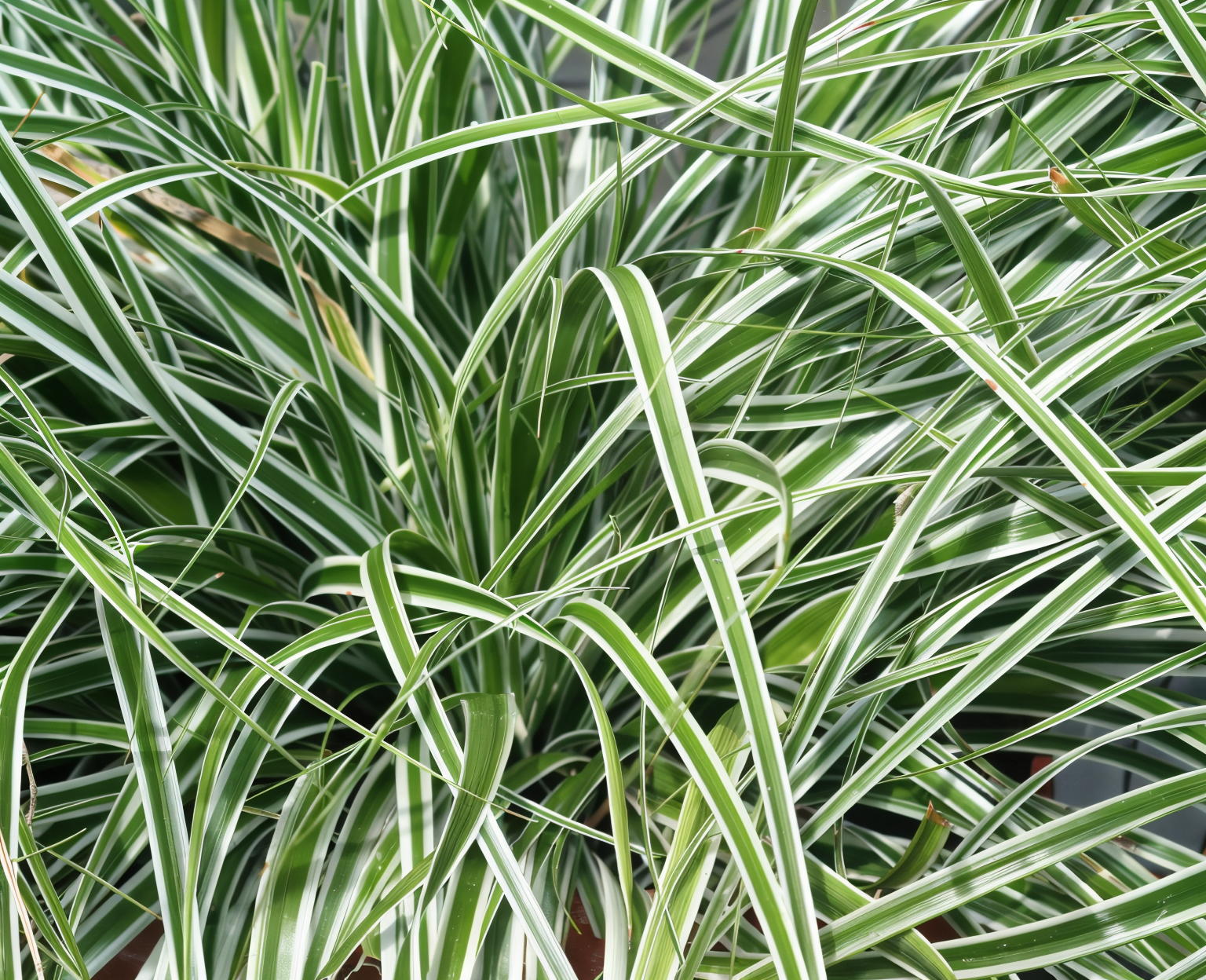 Carex oshimensis 'Everest', graminacea ornamentale per giardino