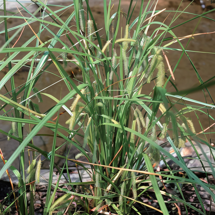 Carex pseudocyperus in un laghetto ornamentale, dettaglio foglie verdi a cascata