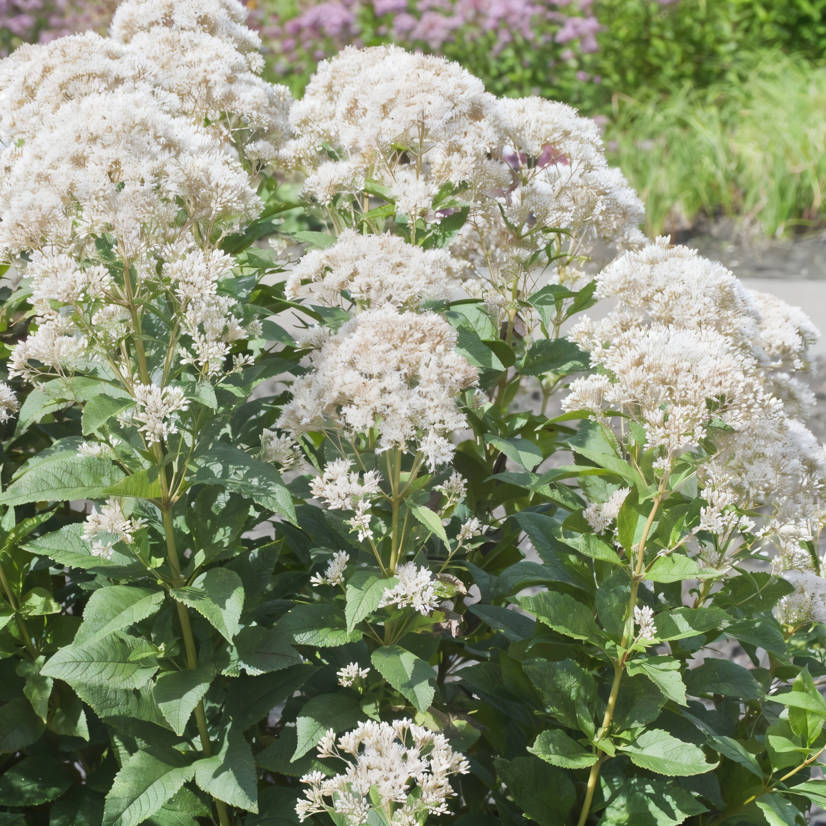 Eupatorium rugosum 'Snow Ball' in piena fioritura con fiori bianchi in giardino acquatico