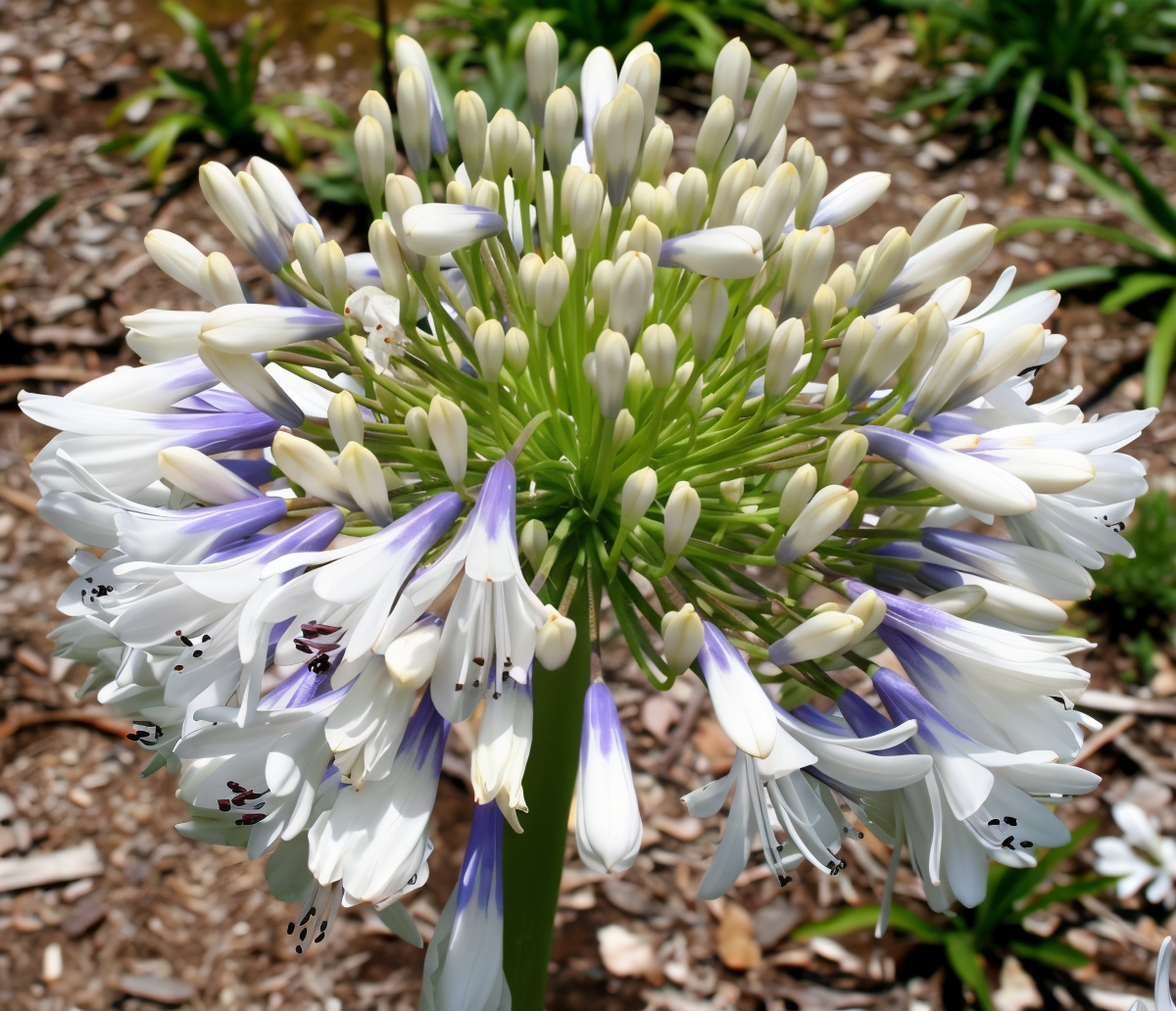 Agapanthus Queen Mum con fiori blu-bianchi in un giardino mediterraneo