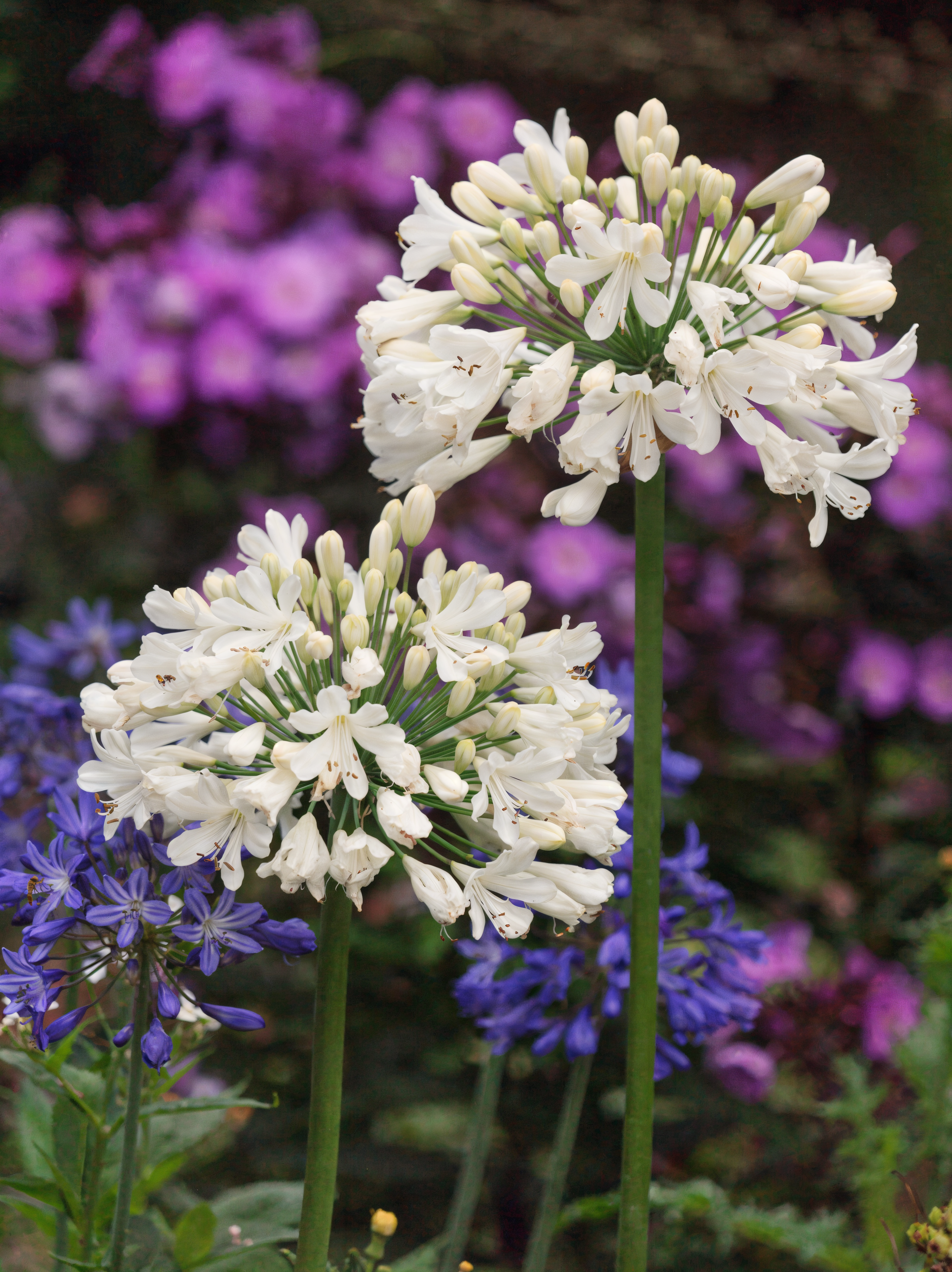 Agapanthus 'Snow Crystal' in piena fioritura con eleganti fiori bianchi in un giardino mediterraneo.